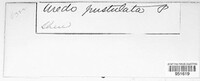 Uredo neopustulata image